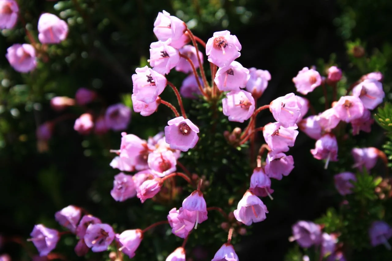 Mountain Bellflowers