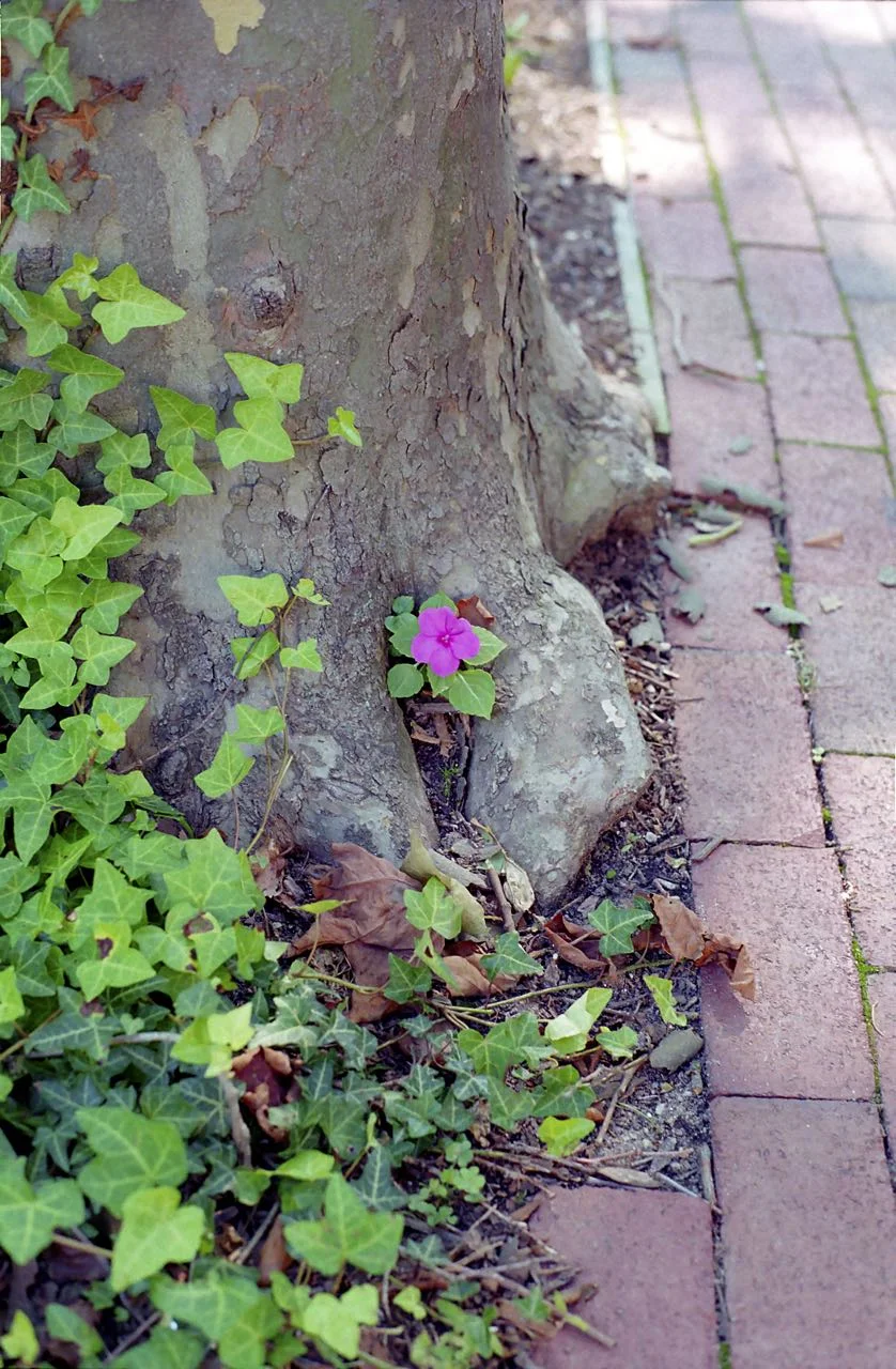 Sheltered Blossom