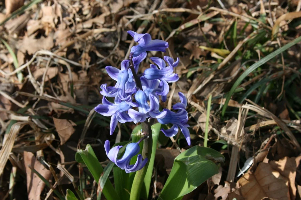 The Little Hyacinth