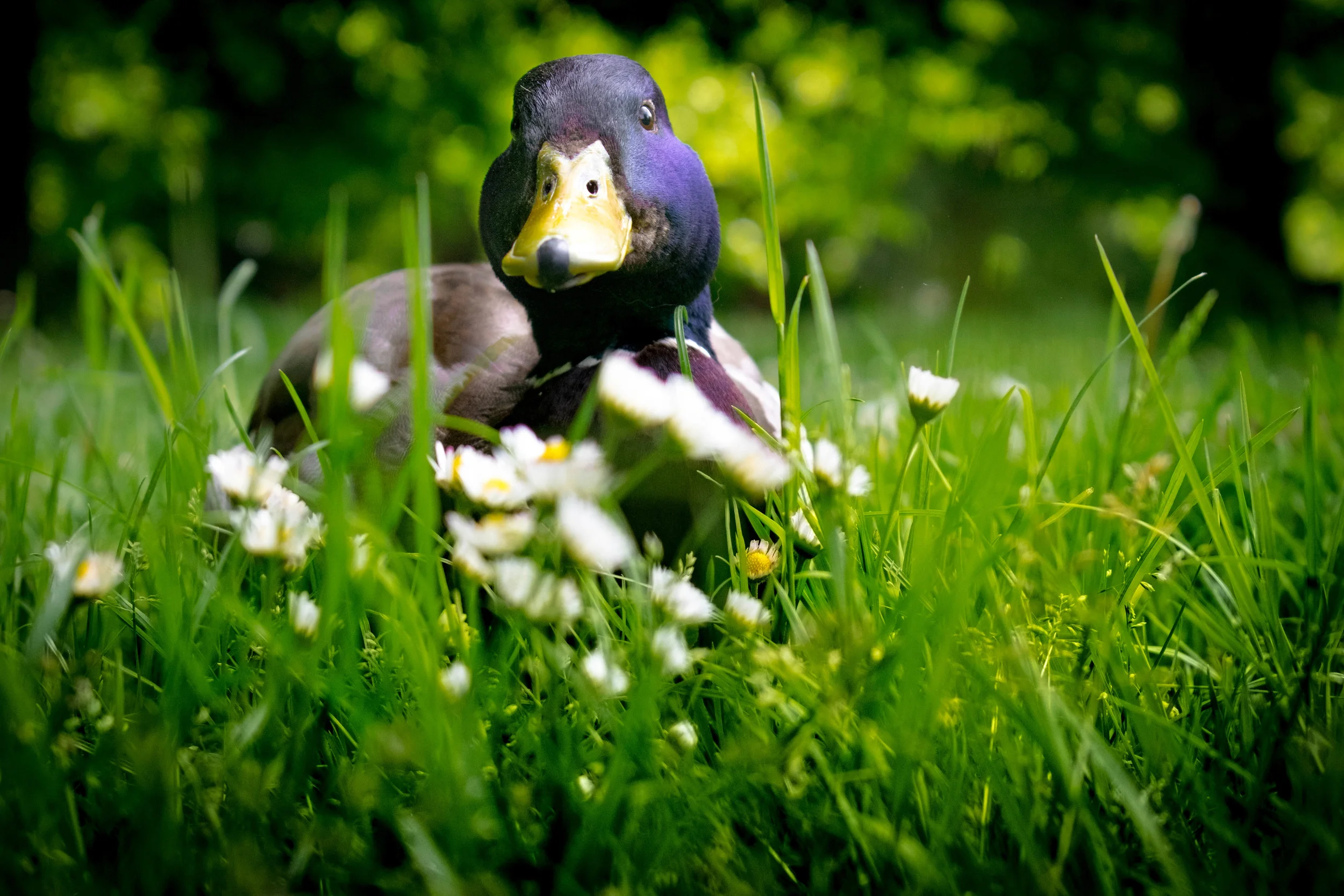 Mighty Duck
