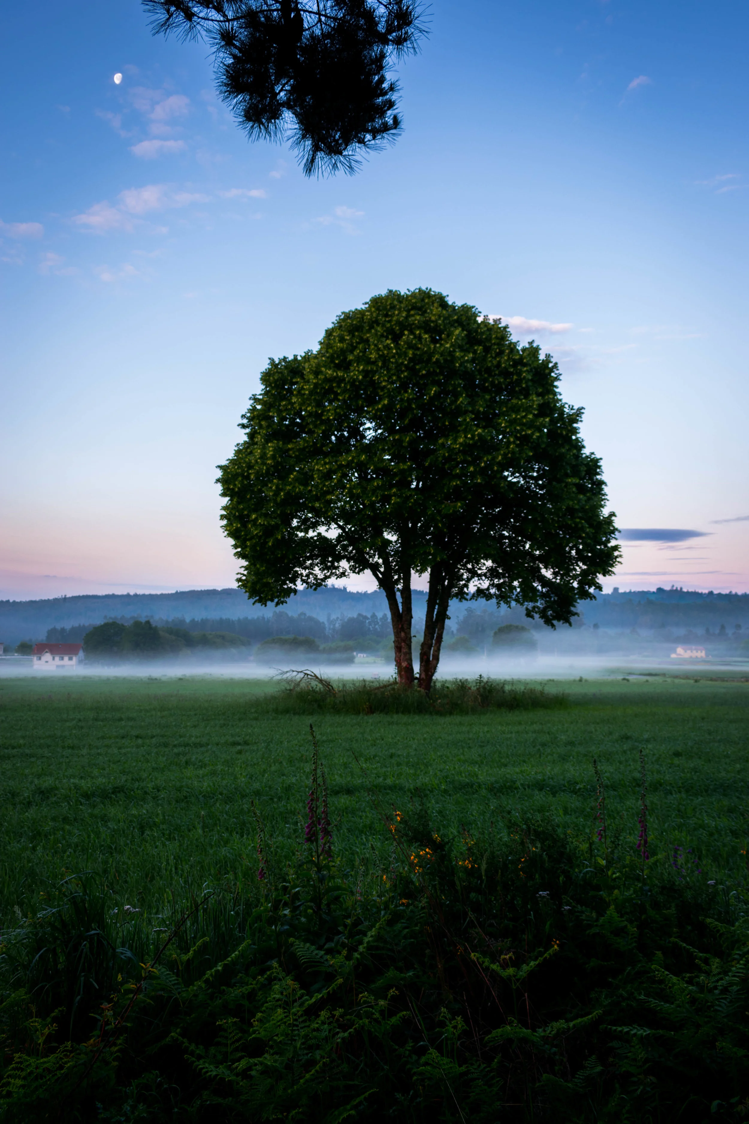 Beautiful tree on Camino de Santiago