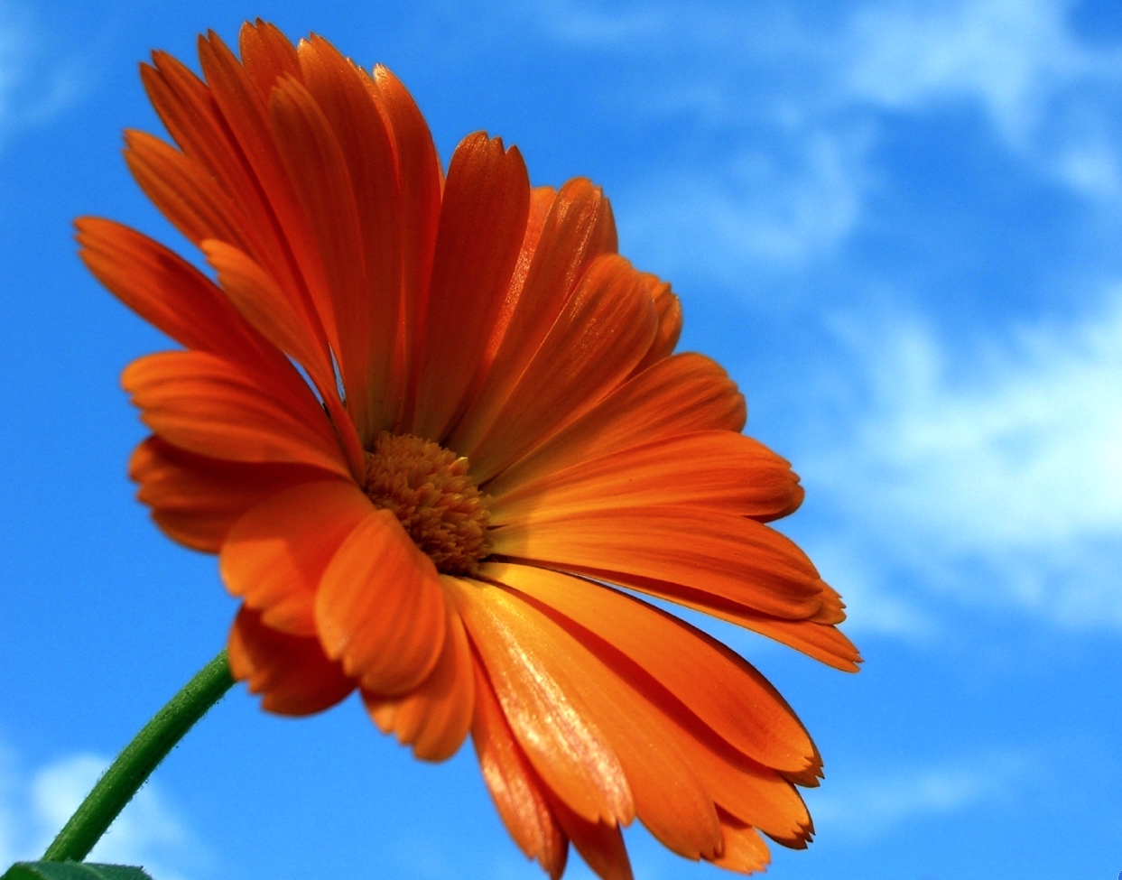 orange_flower_1_1400x1050.jpg