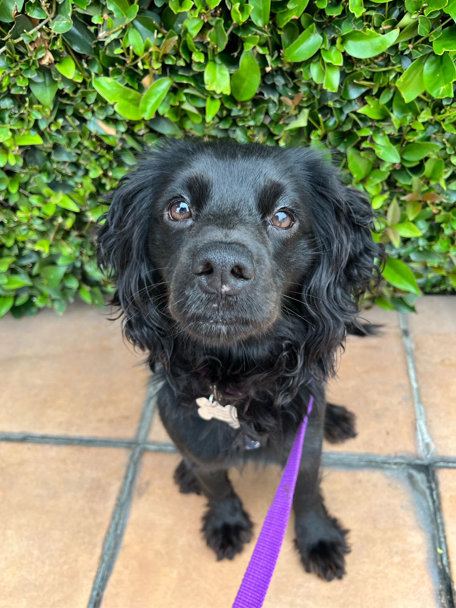 Pickle Camp Cocker Rescue