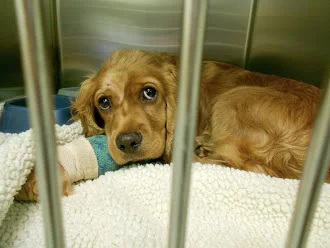 camp cocker rescue