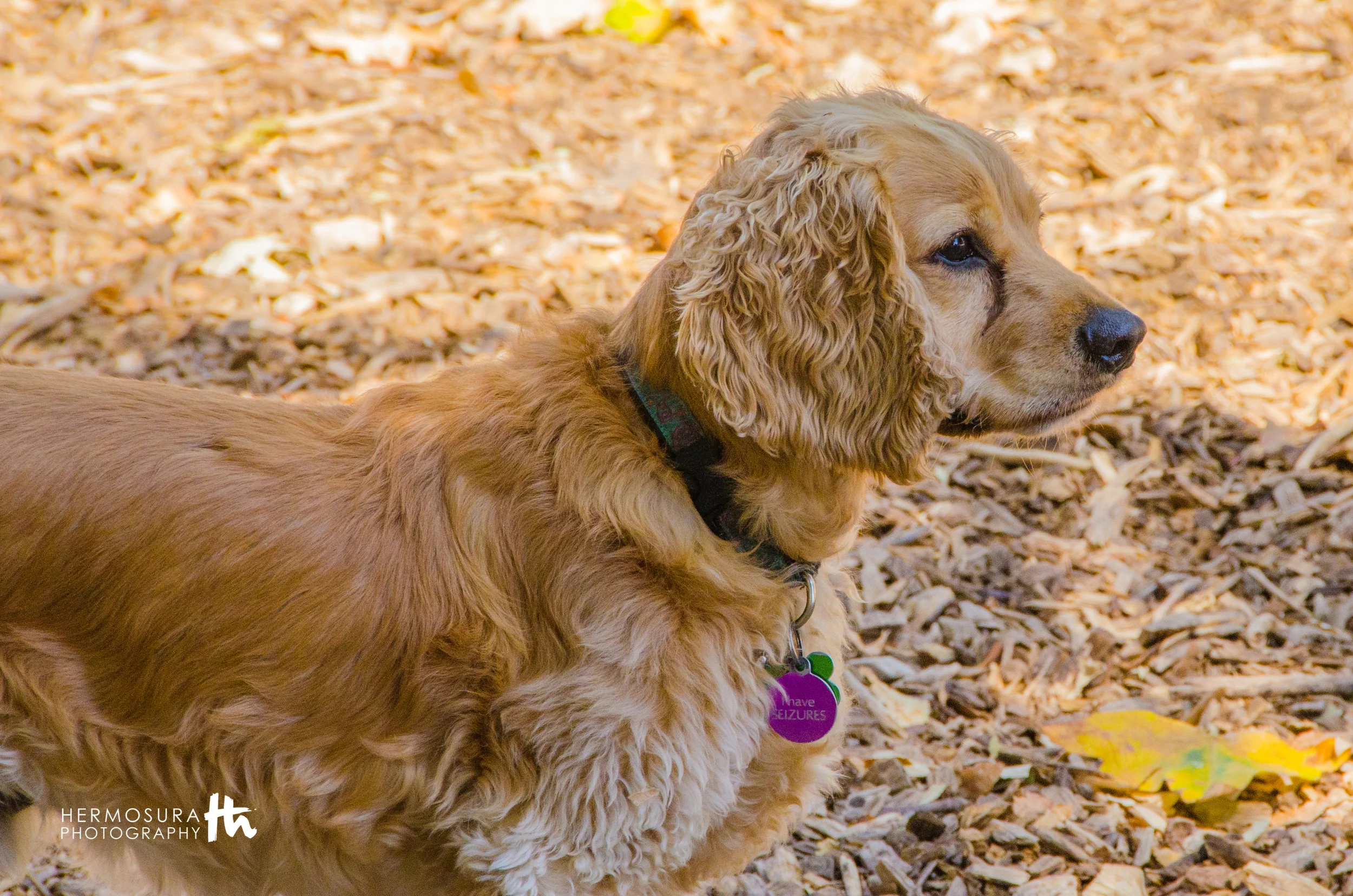 spaniel ear infection