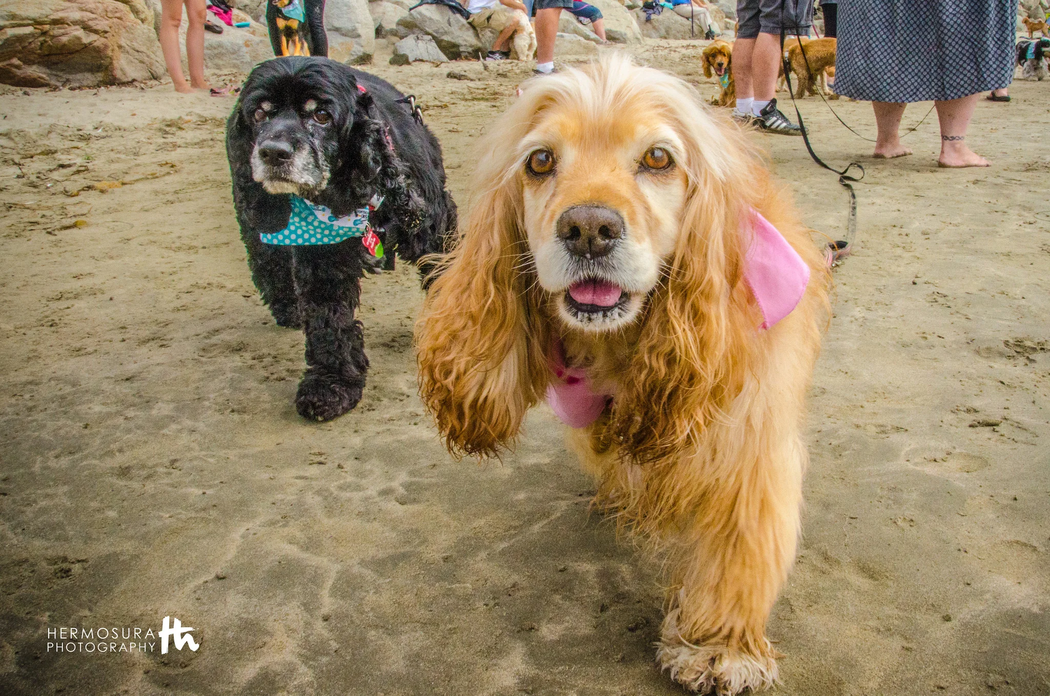 cocker spaniel cataracts