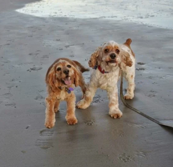 Brady & Owen