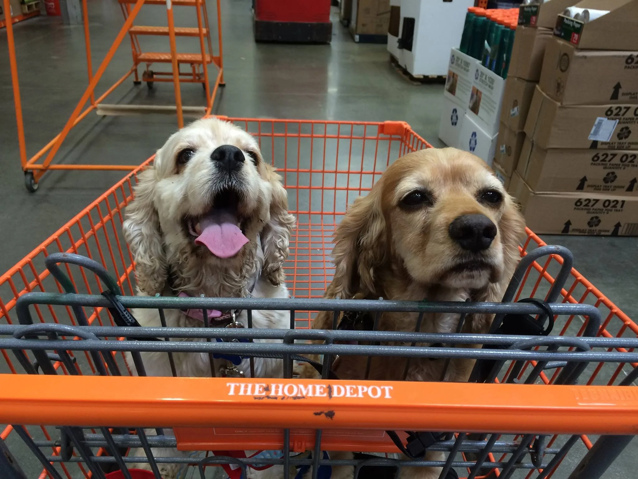 Lily & Brady AKA "Nuts & Bolts"