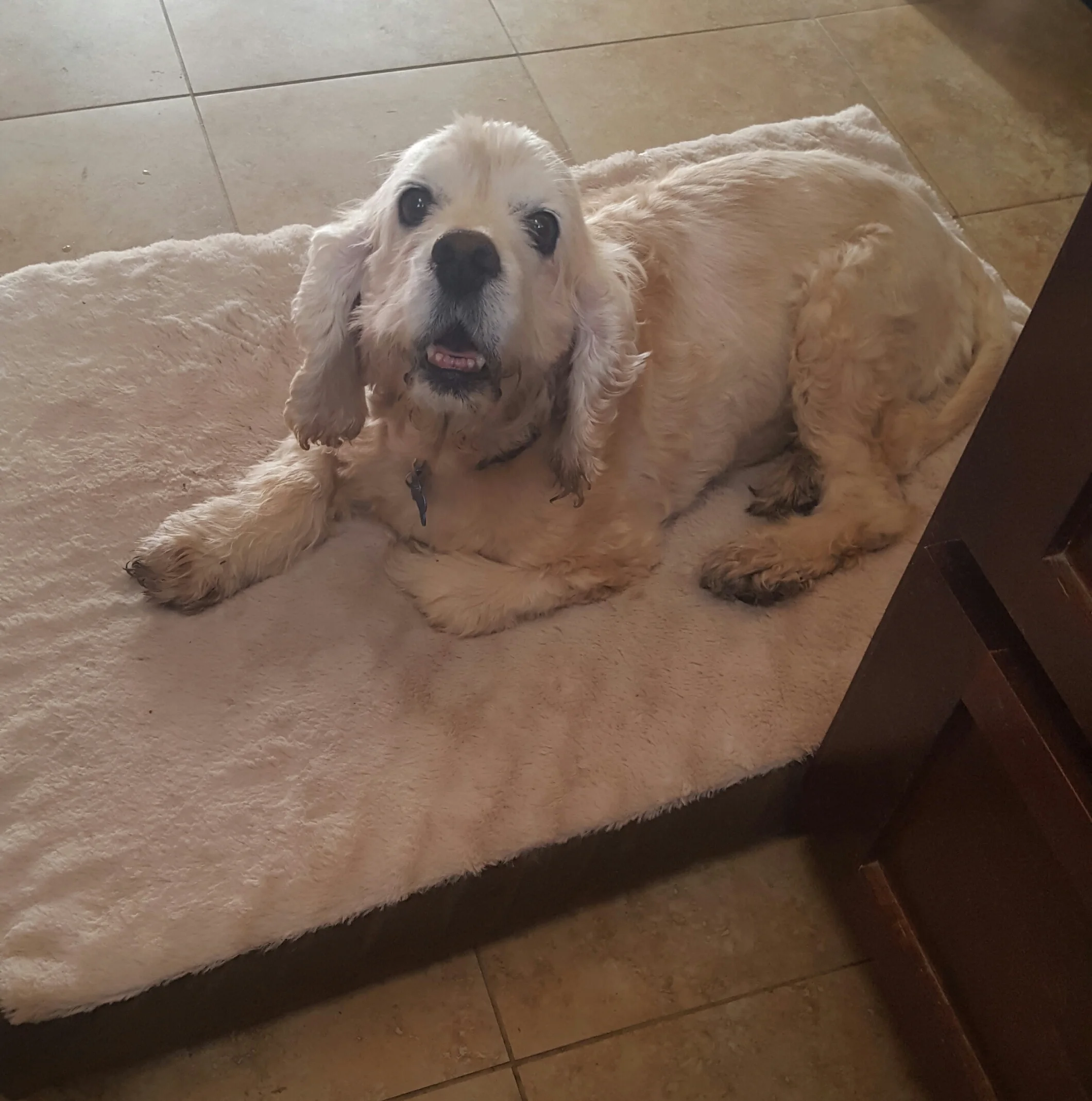 Brisa enjoying a plush bed in her Foster home!