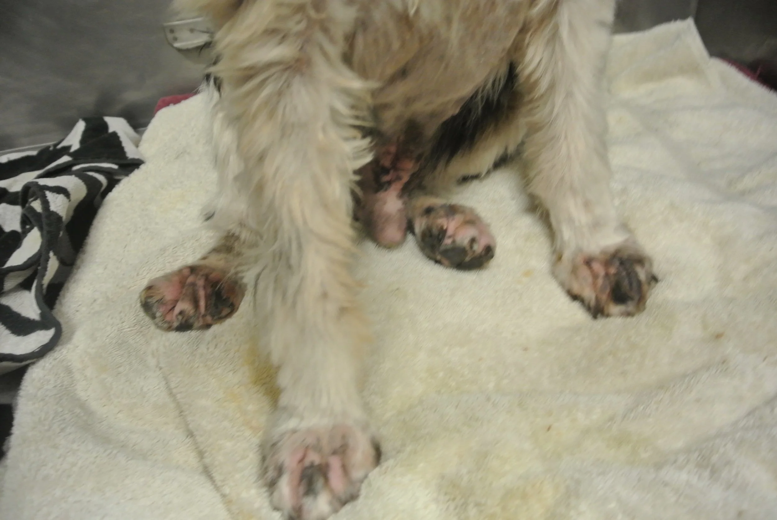 Swollen feet