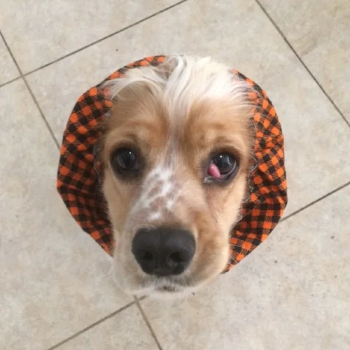 Lulu in her snood for dinner!
