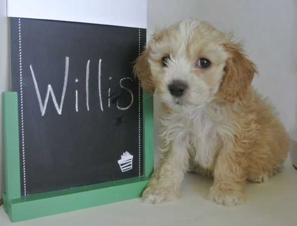 6 weeks old