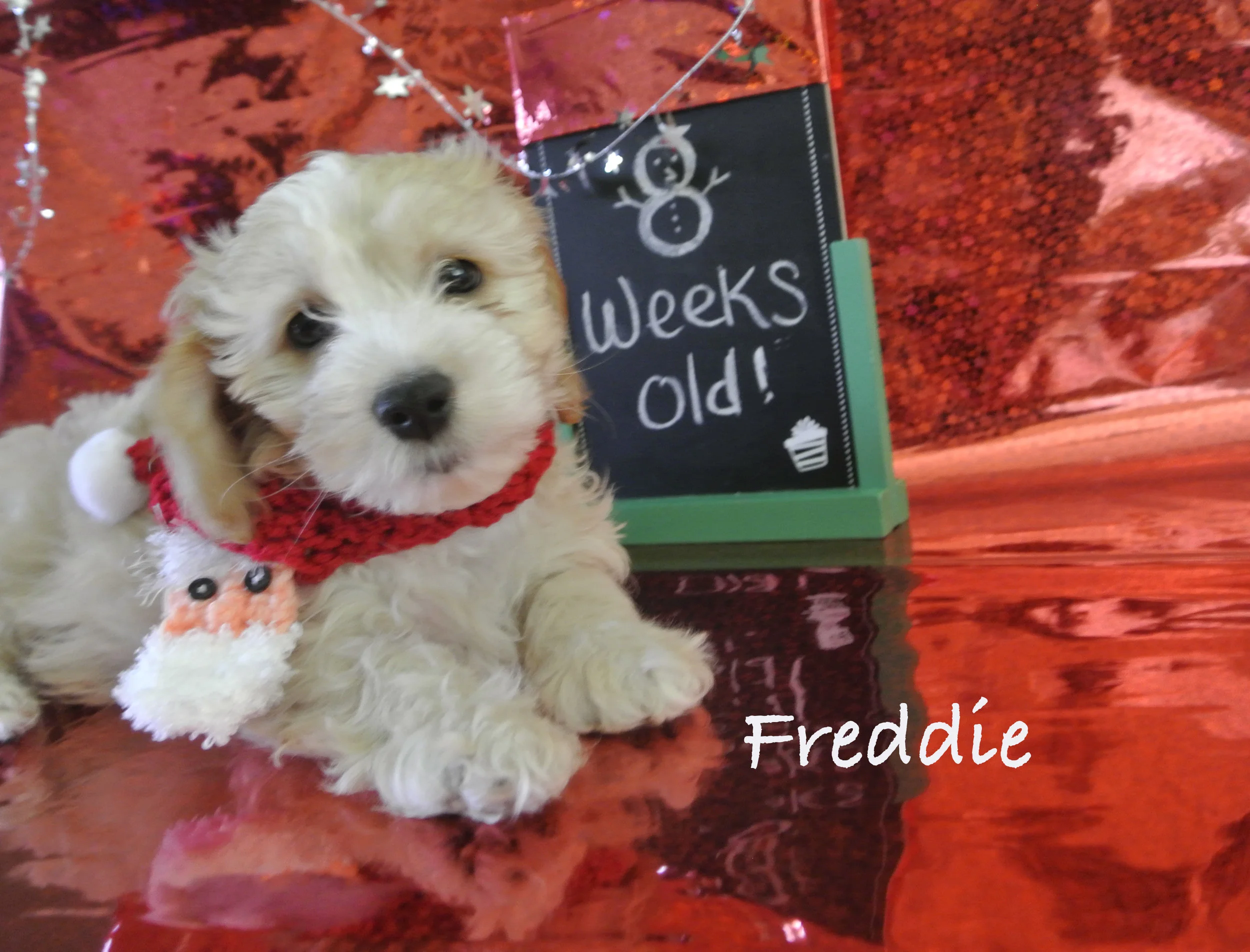 8 weeks