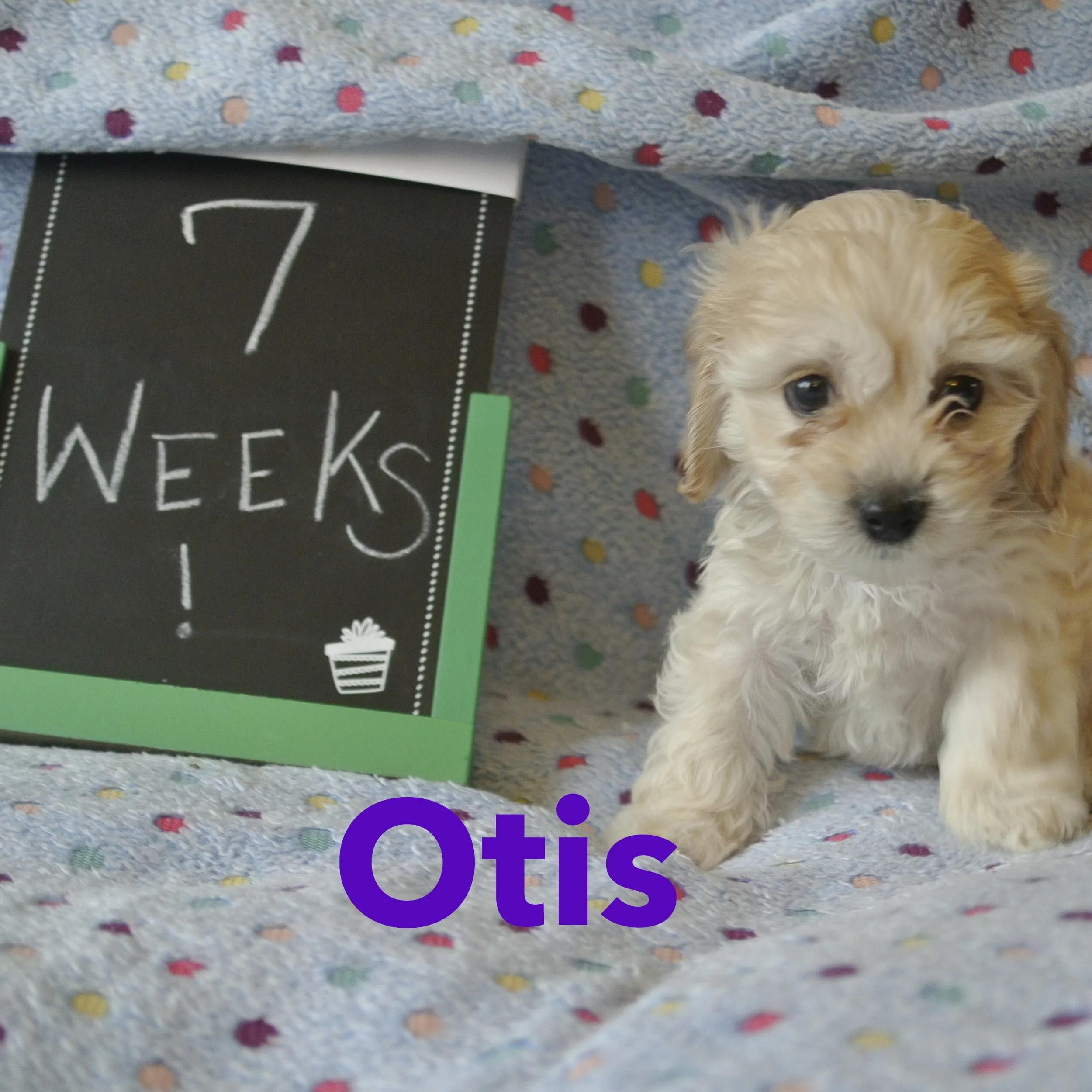 7 weeks