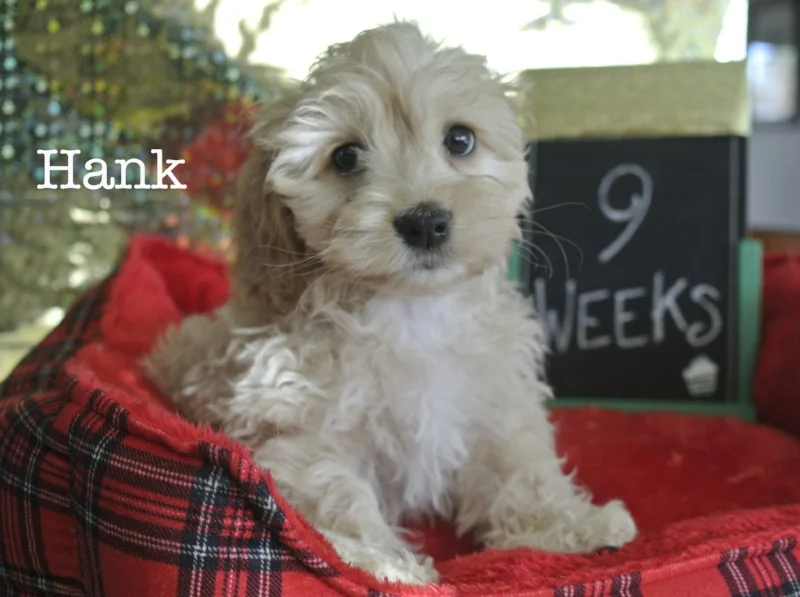 9 weeks