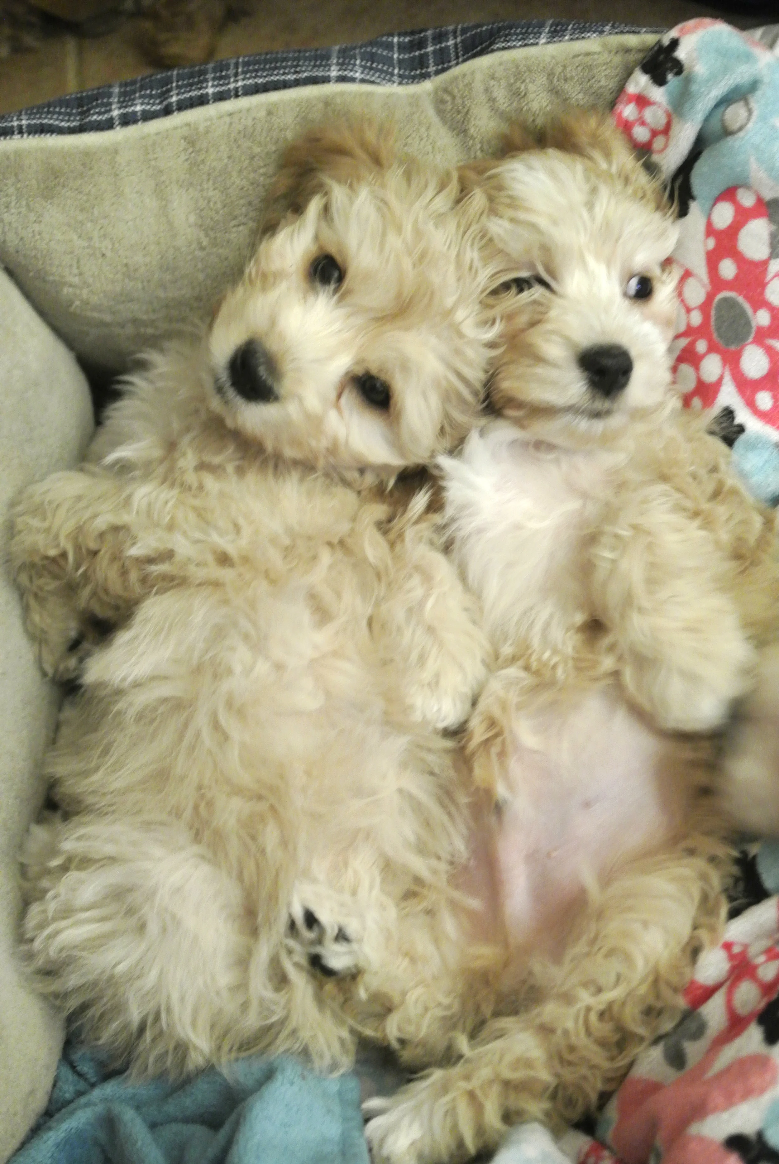 Hank & Willis
