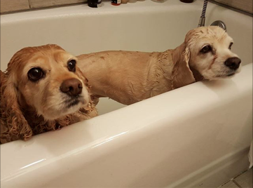 Bath time with Tater Tot her Foster Sister (and Camp Cocker Alumni!)