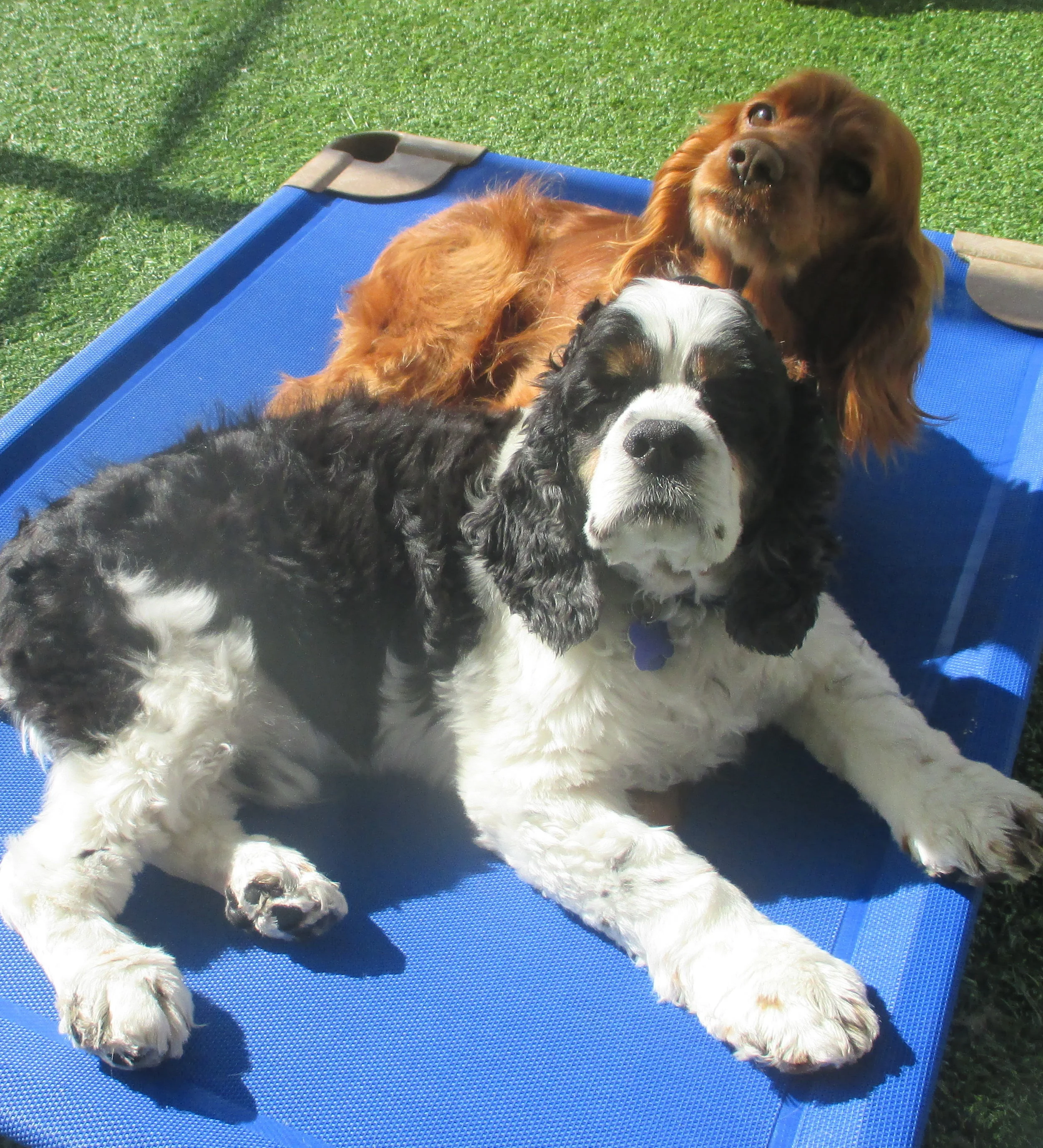 Sylvester and Autumn at boarding!