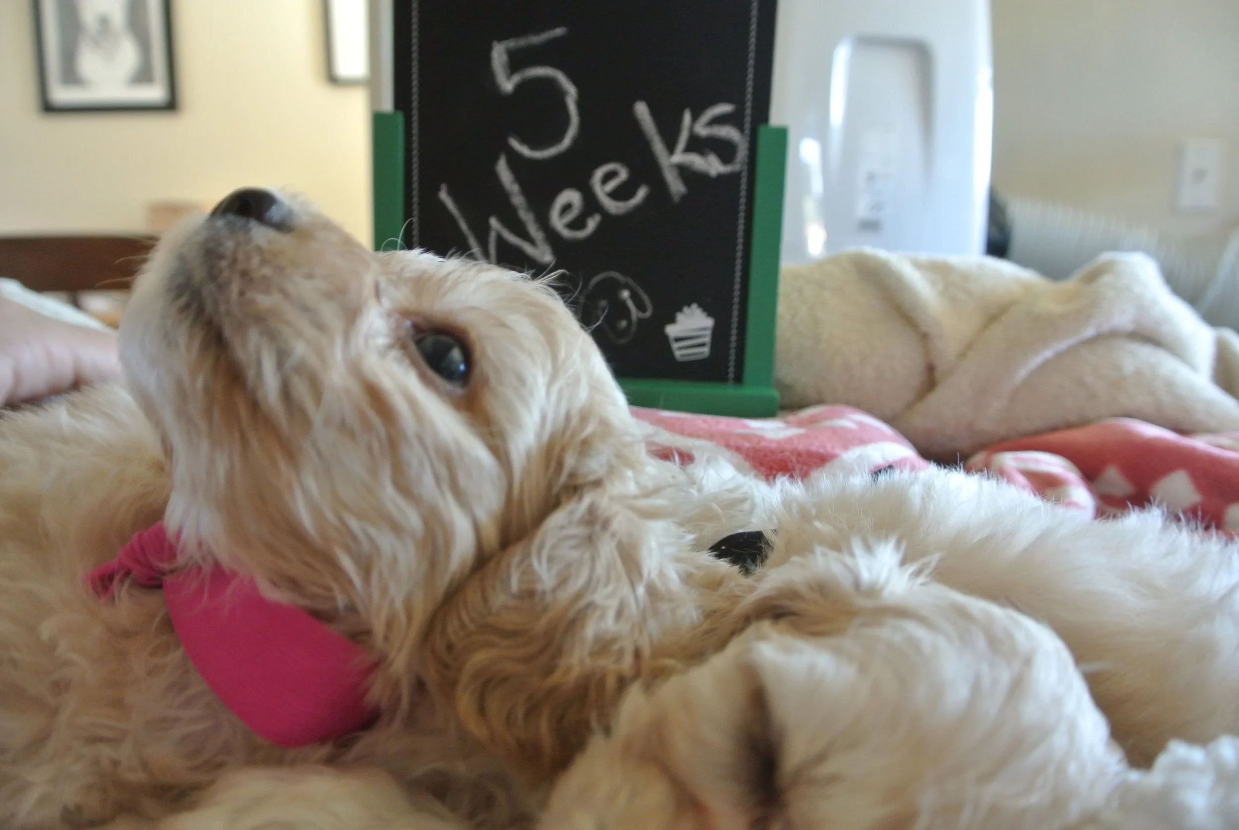 5 Weeks Hank (Pink Collar AKA Jumbo)