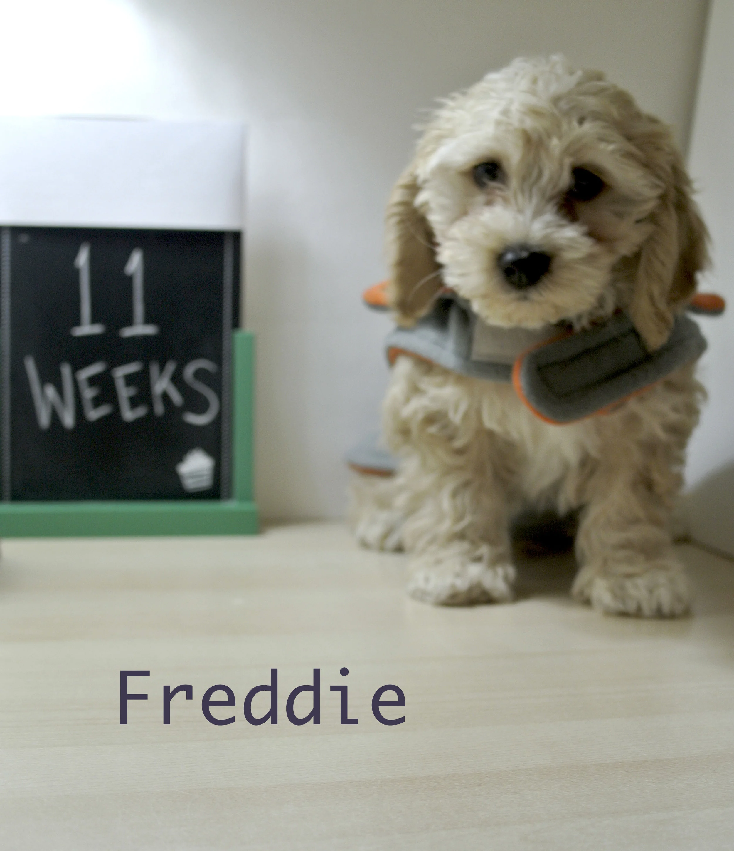 11 weeks