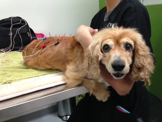 Acupuncture!