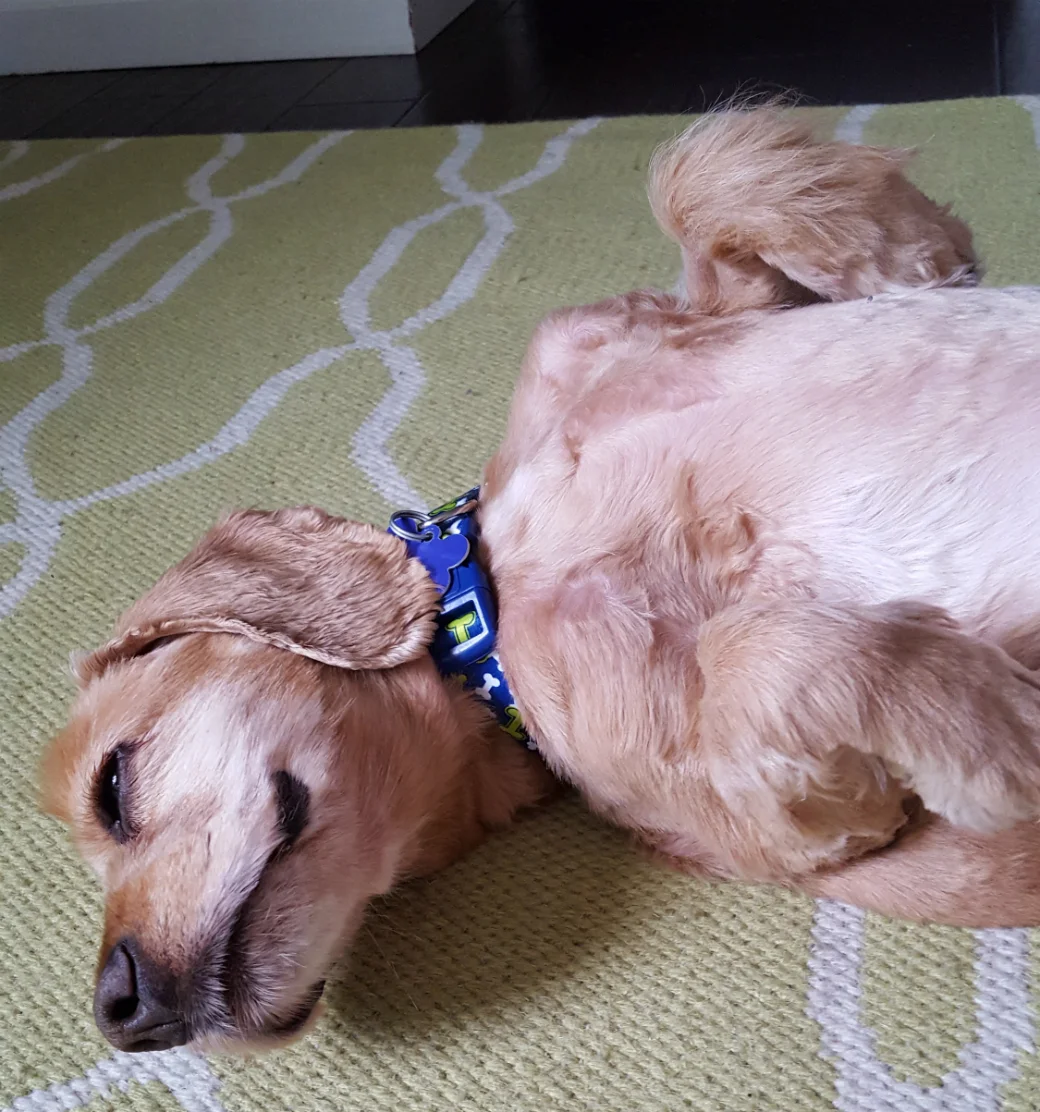 Dreaming about Belly rubs....