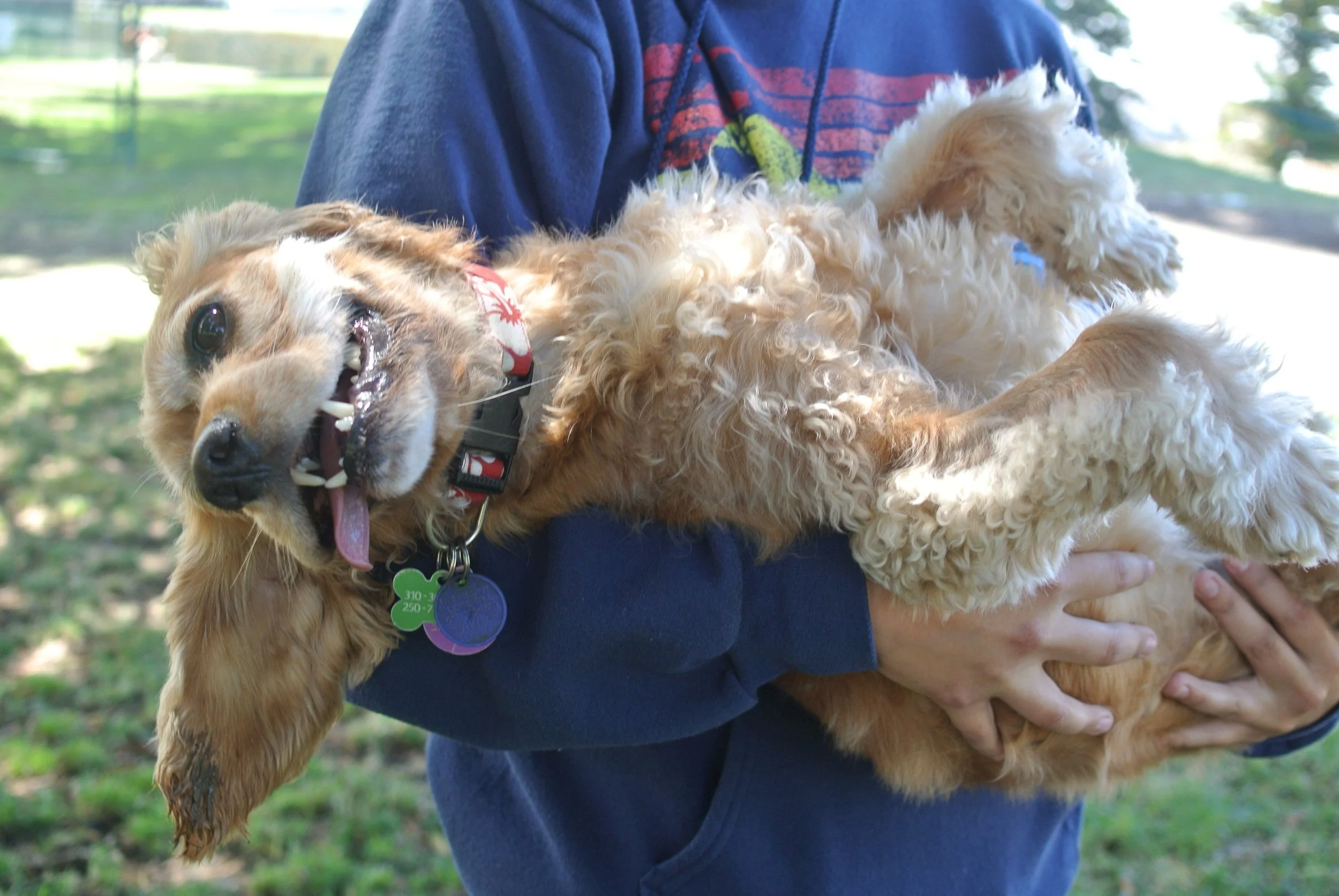 He's just a tub-of-love! <3