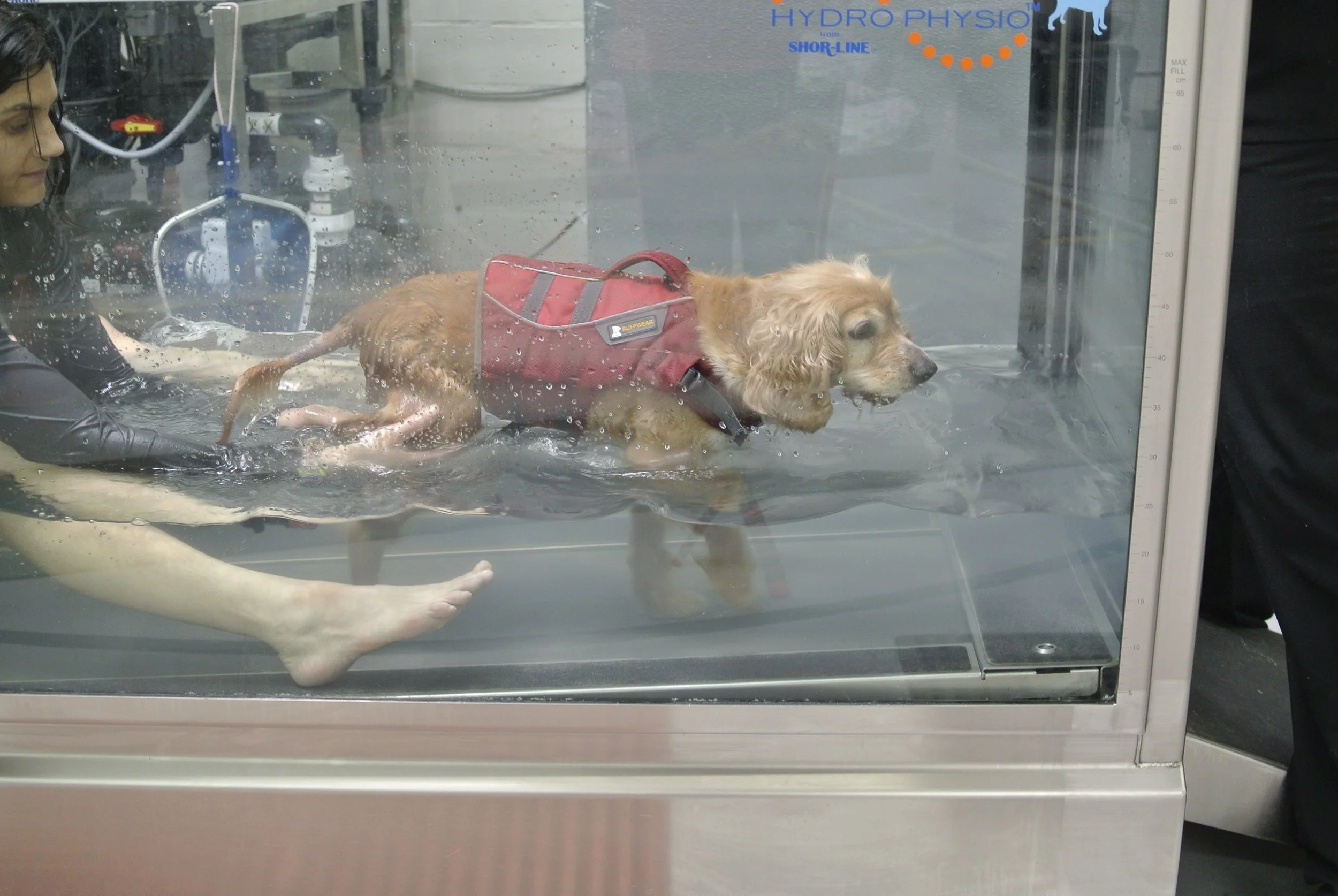 Underwater treadmill! Go Violet GO!