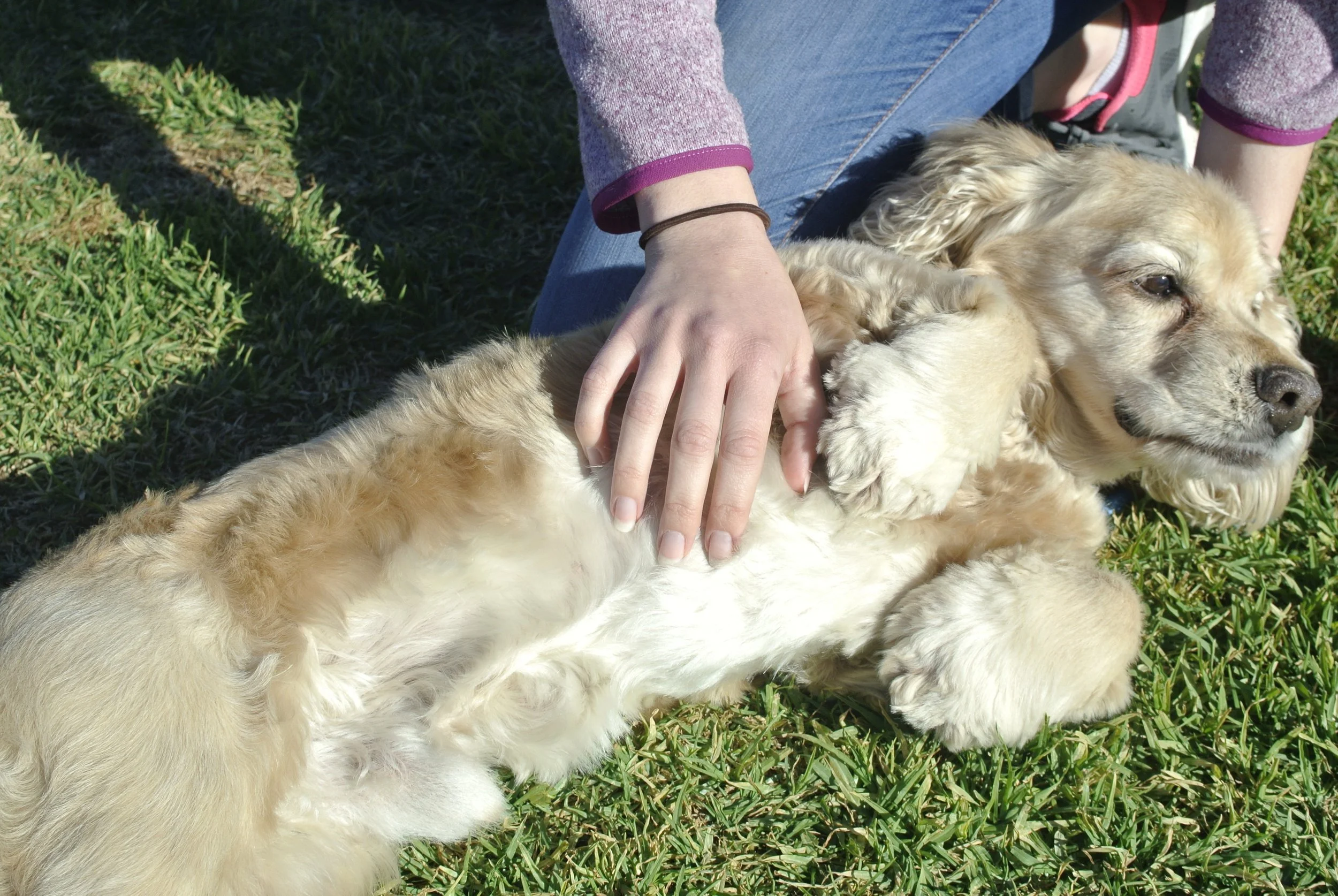 Oh you want a belly rub?