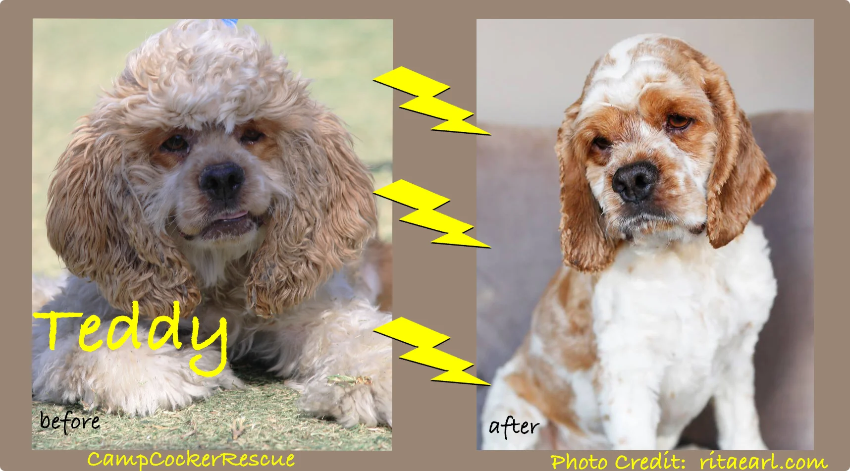 Pet Rescue Near Me Camp Cocker Rescue