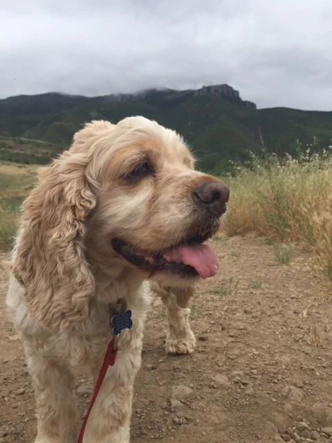 April 2017 - Owen is the perfect hiking buddy! 