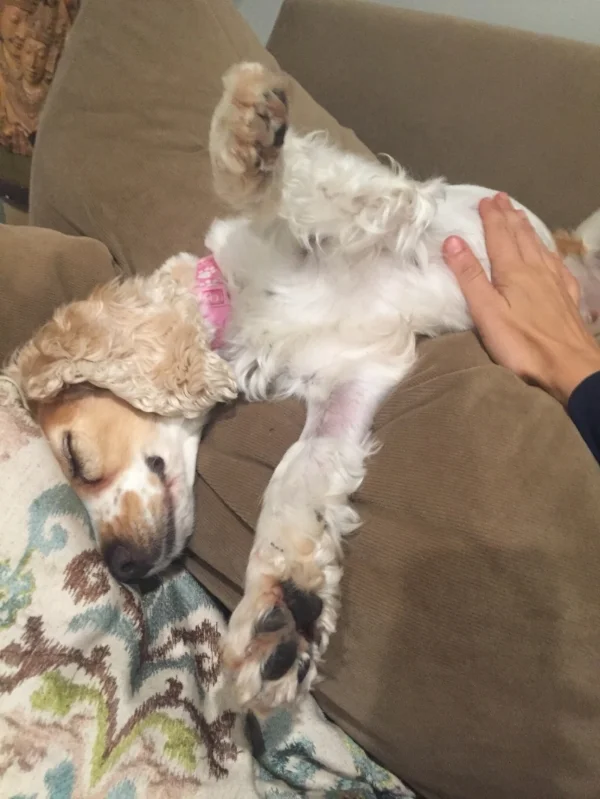 Zoey enjoying a belly rub in her new home!!!