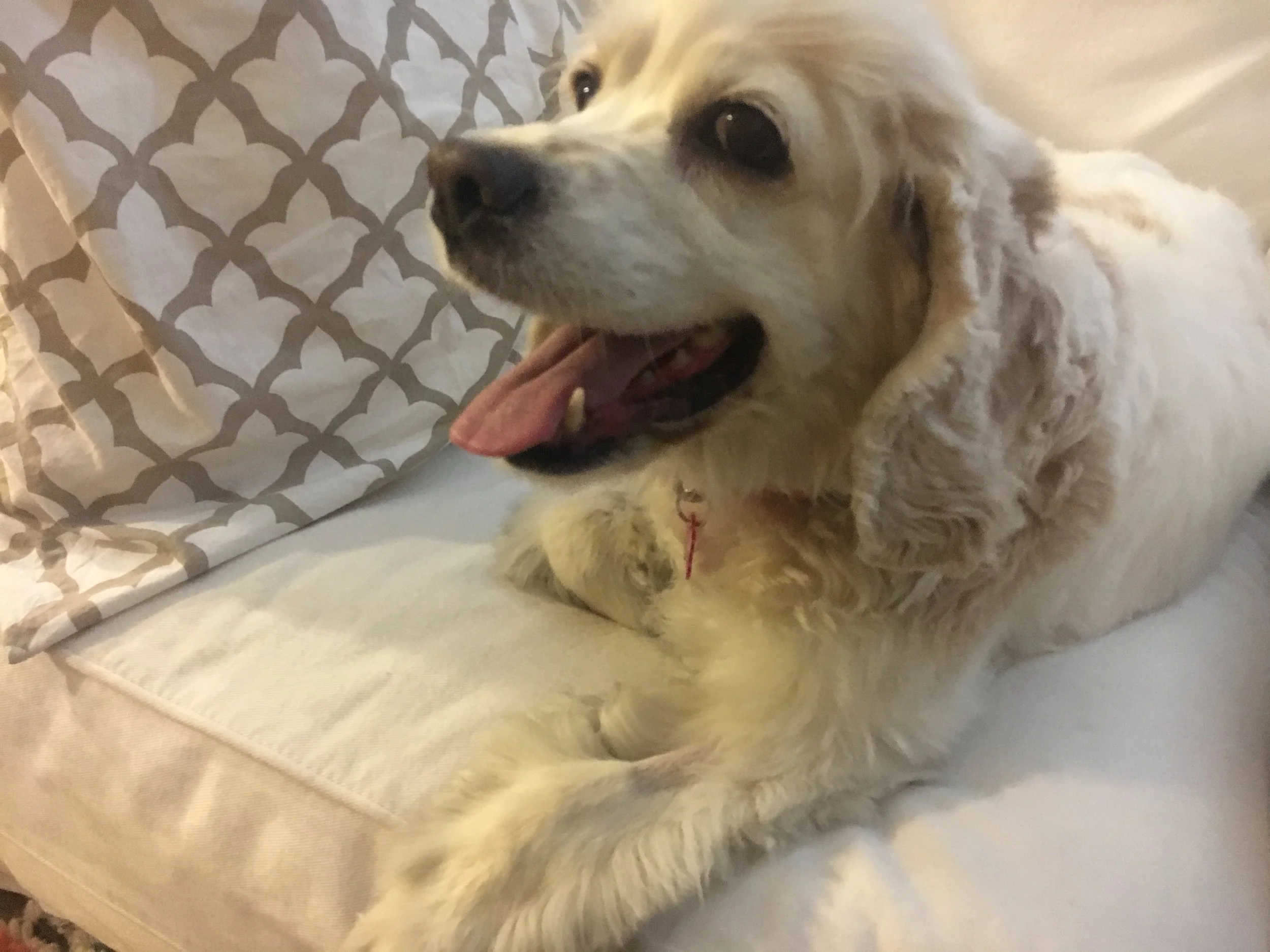 Enjoying her new home!