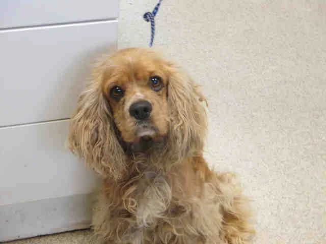 Shelter Intake Photo June 2017 