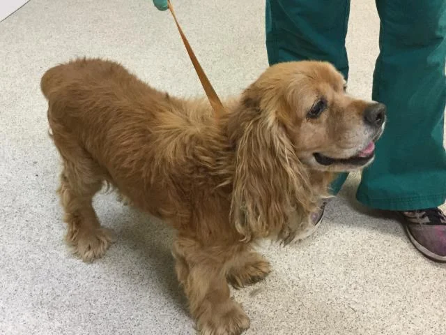 Shelter Intake Photo -- Not showing Ulcer or bloodied fur on left side of body. 