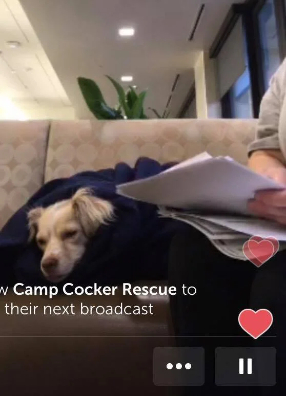 Animal Hospital waiting room. : Pixie is wrapped in a blanket (Still from Periscope)