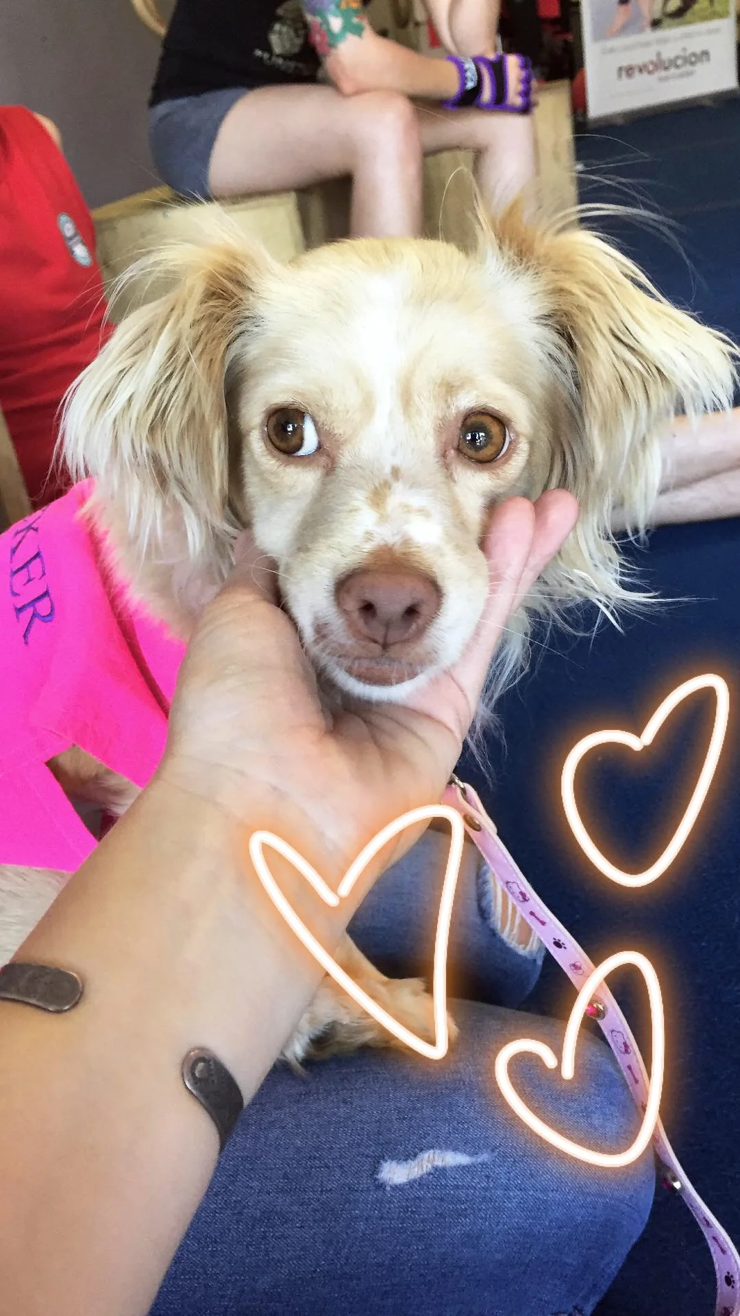 Instagram @Campcockerrescue