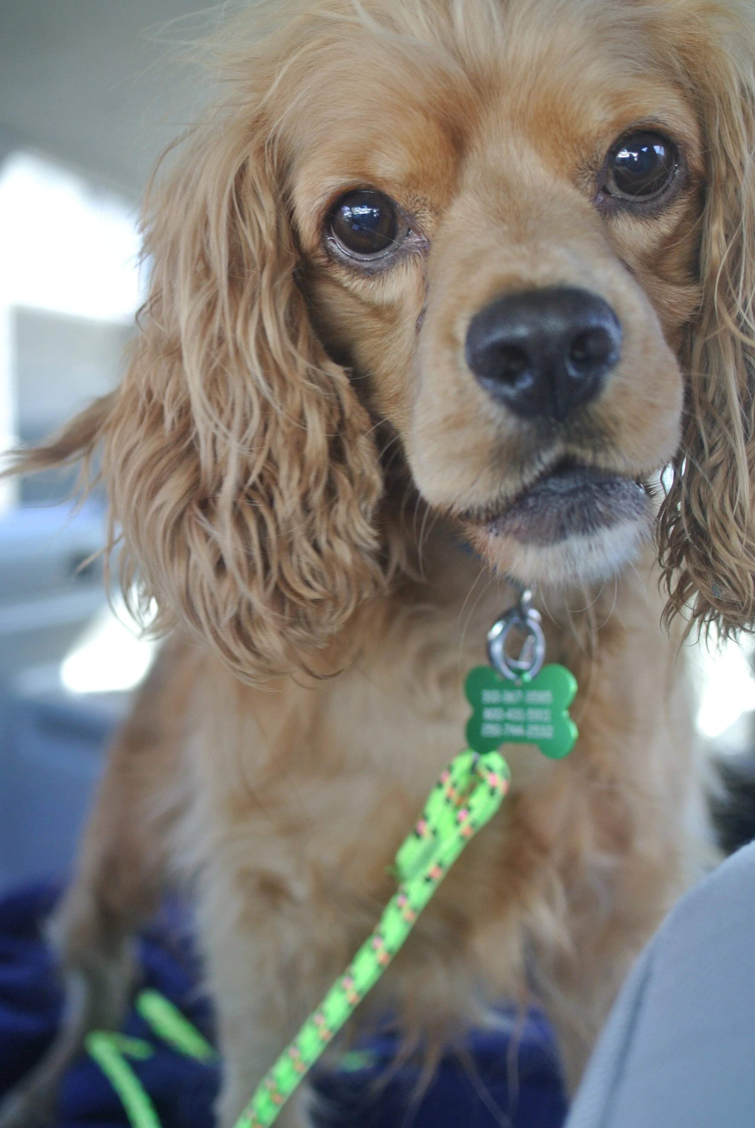 Fred 10:17:17 in the car.jpg