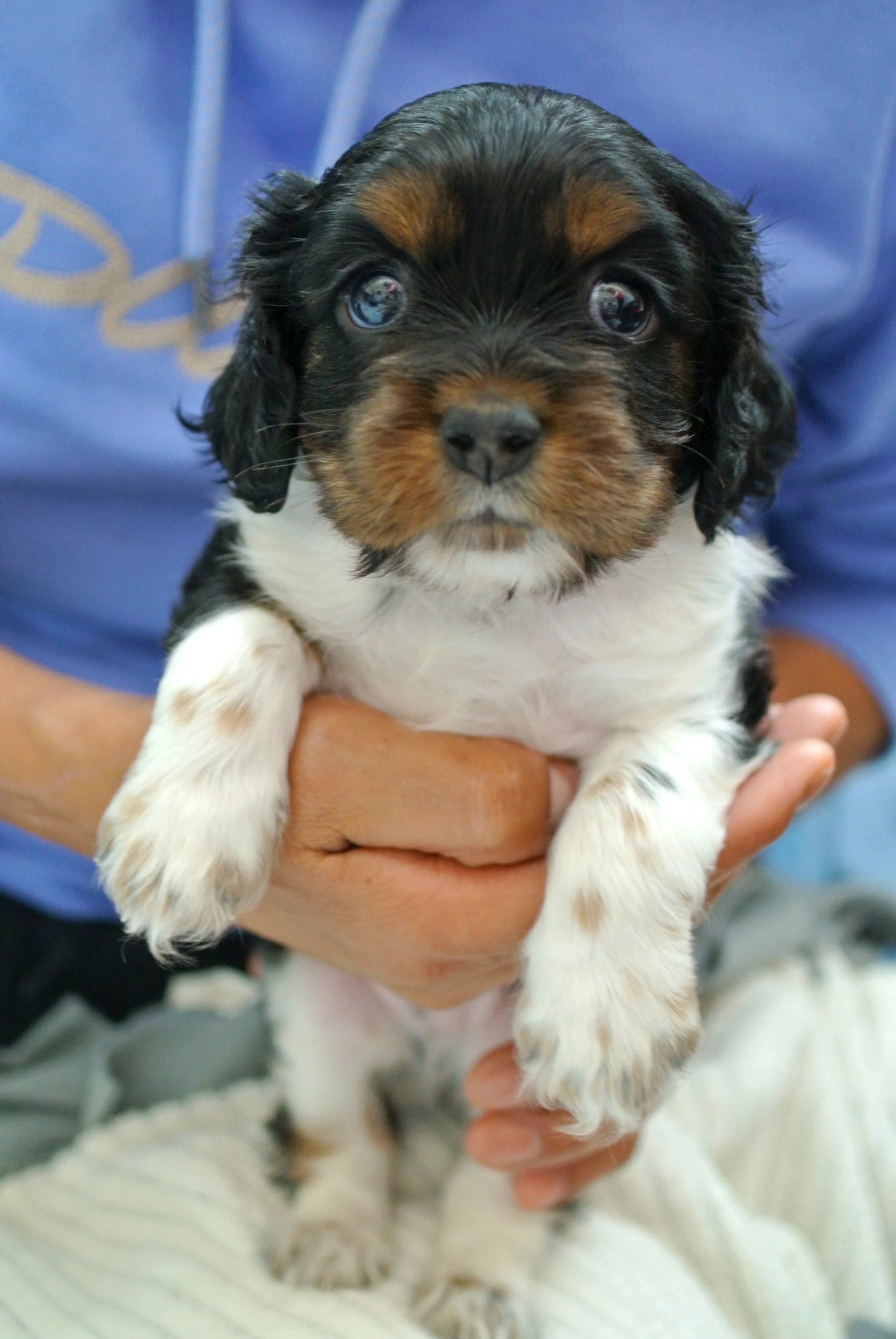 Fig 3_11_18 five weeks old.jpg