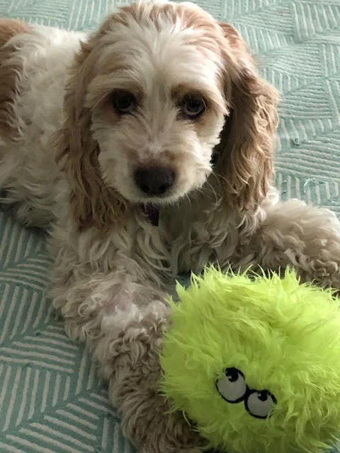 Molly-ball.jpg