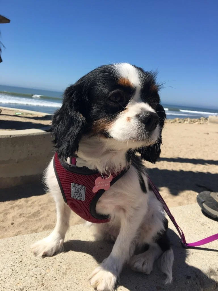 Maya on the beach 4_30_17.jpeg