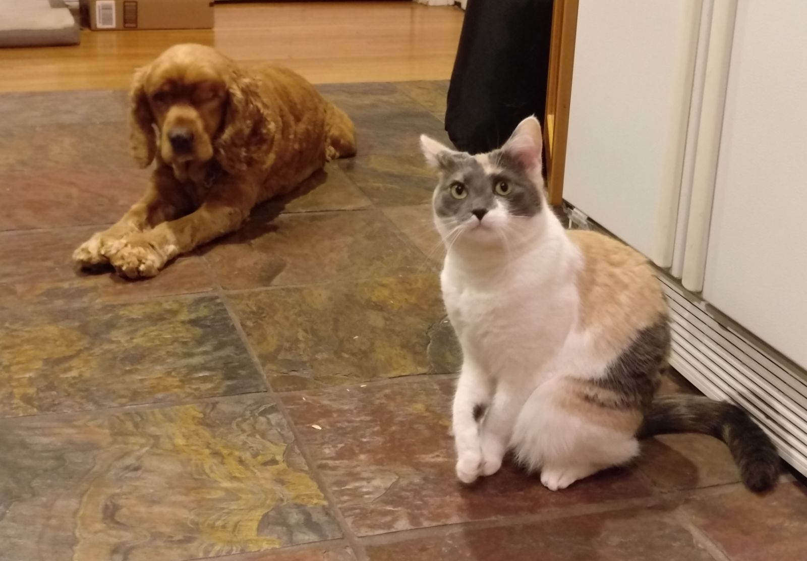 cocker spaniel and cats