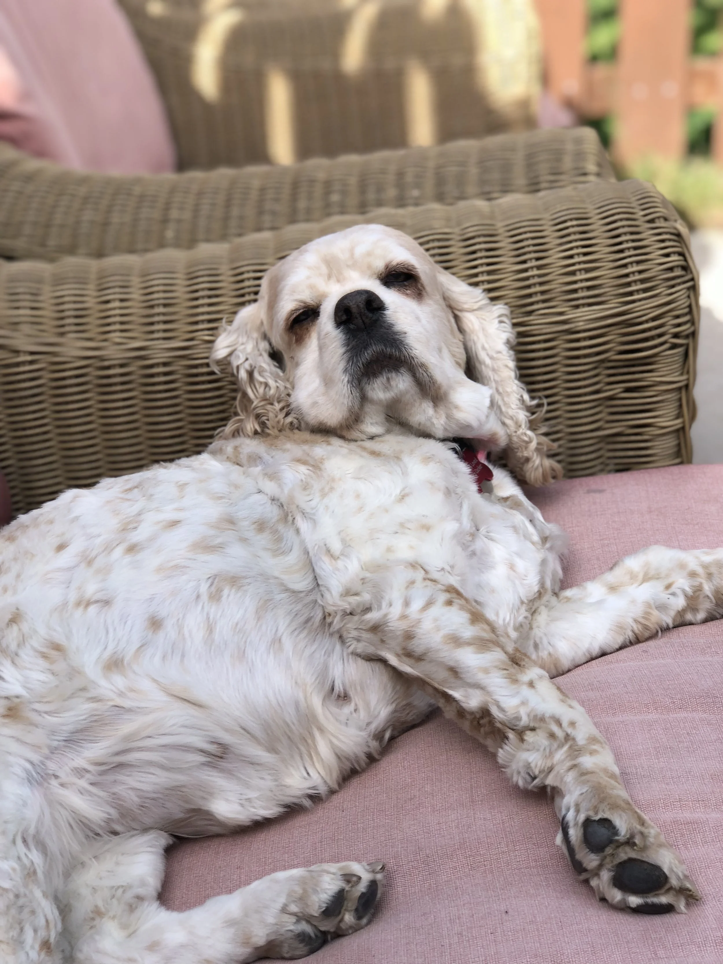 Lounge Lizard