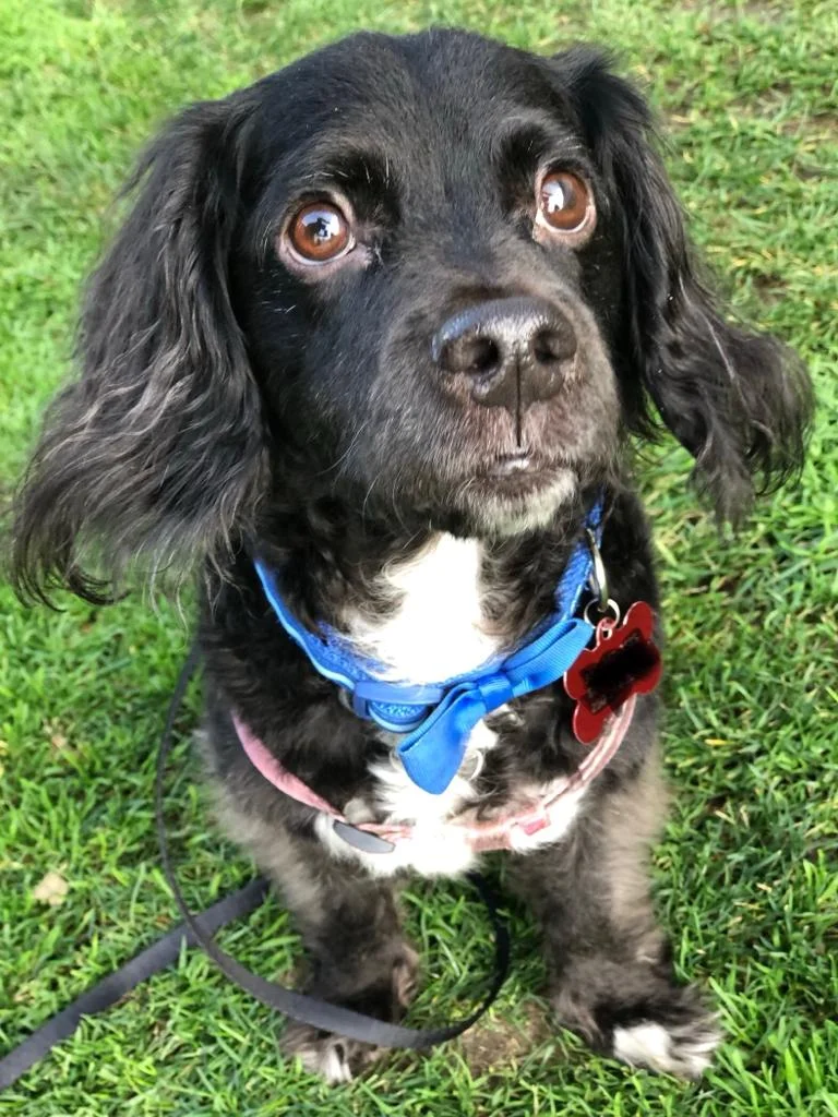 camp cocker rescue