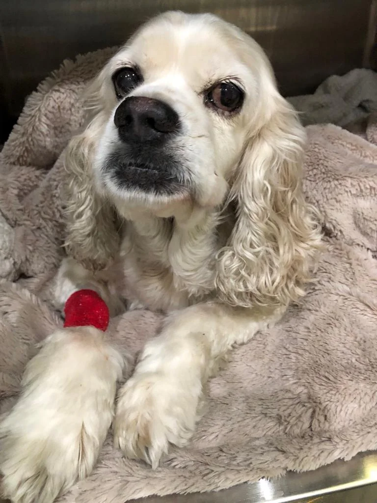 camp cocker rescue