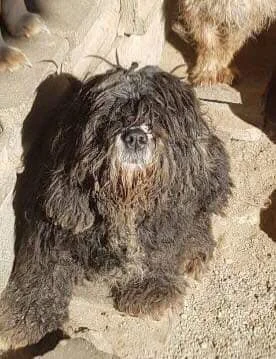 What Mallory looked like before she was rescued.