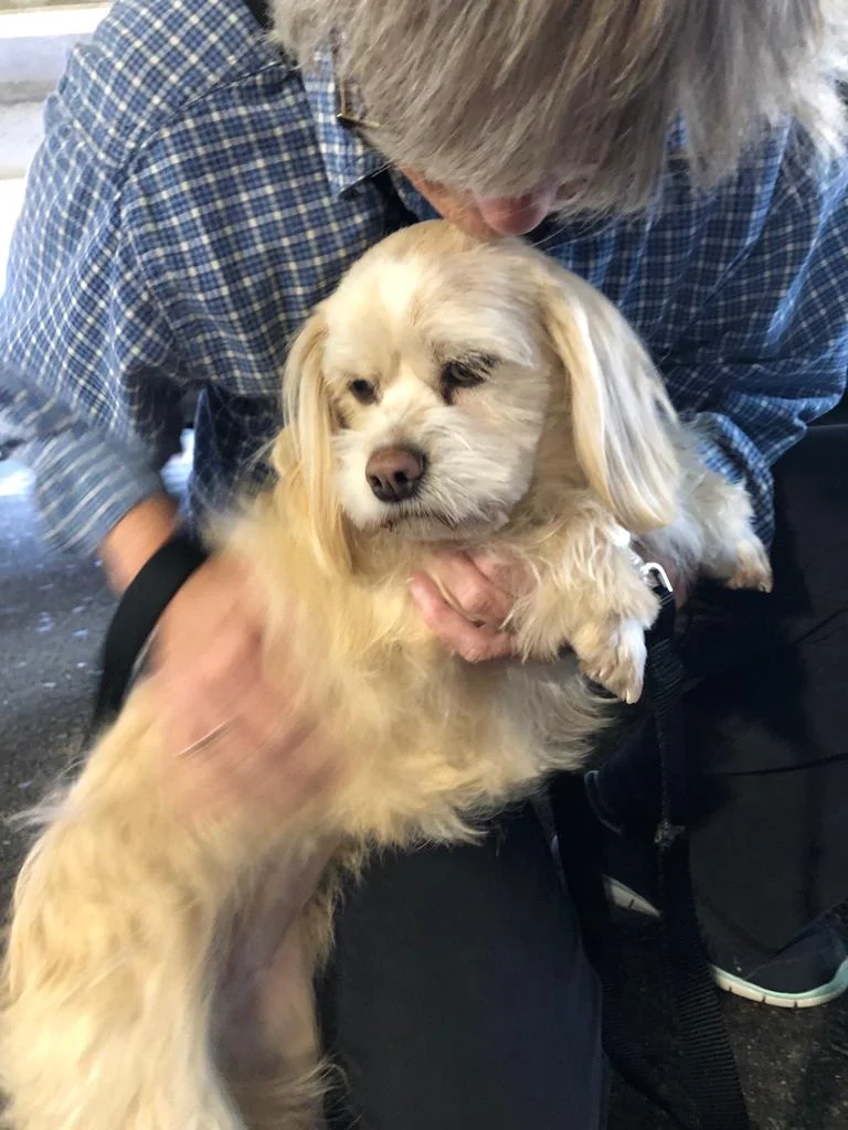 camp cocker rescue