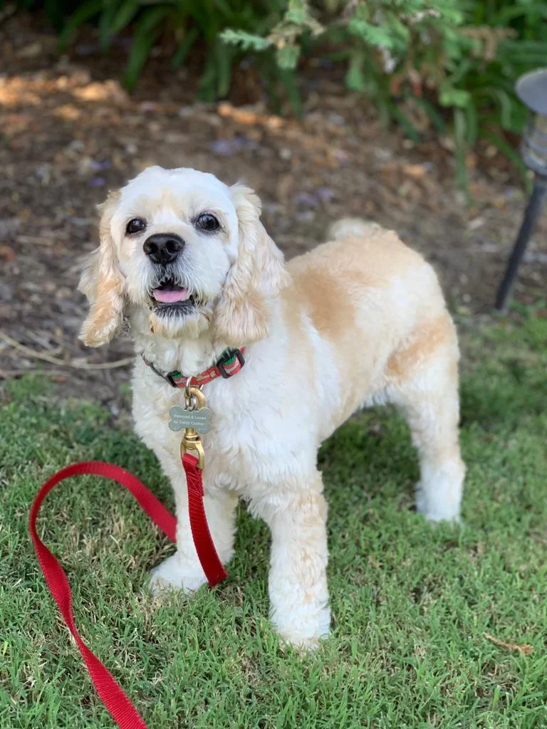 Cocker Spaniel Adoption Camp Cocker Rescue