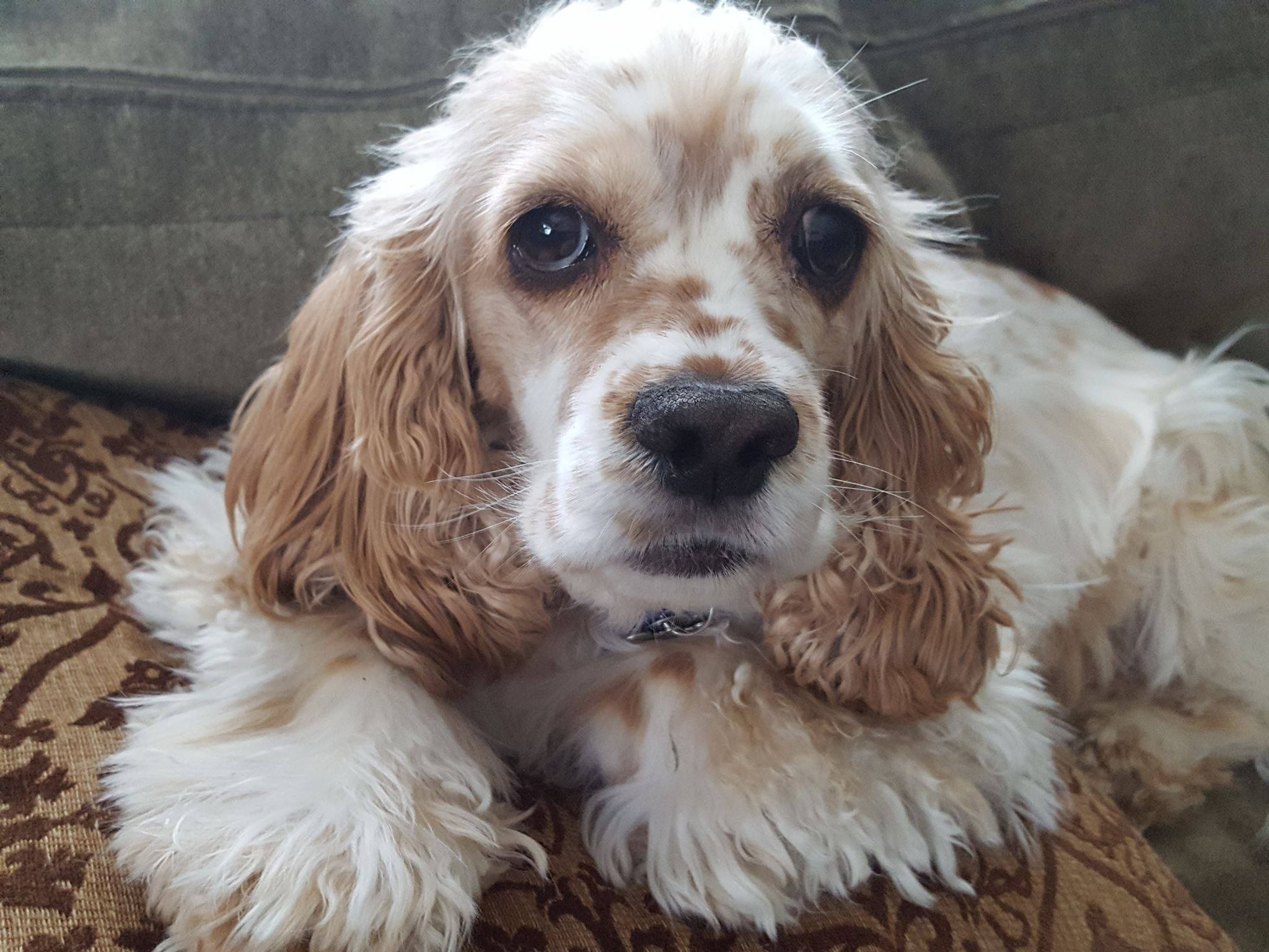 needing homes cocker spaniels