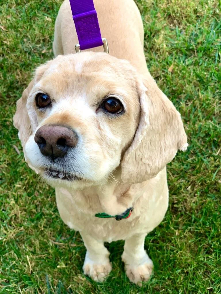 camp cocker rescue